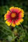 USA, Colorado, Fort Collins. Gaillardia flower close-up. Art Print